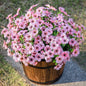 TETOU 12Pcs Artificial Fake Fall Plants Flowers for Outdoor Decoration,Faux Silk Colorful Daisy UV Resistant No Fade for Front Door Porch Patio Yard Balcony Autumn Decor(Mix color)