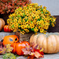 TETOU 12Pcs Artificial Fake Fall Plants Flowers for Outdoor Decoration,Faux Silk Colorful Daisy UV Resistant No Fade for Front Door Porch Patio Yard Balcony Autumn Decor(Mix color)