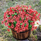 TETOU 12Pcs Artificial Plants Flowers, 13.8*7.5" Fake Silk Colorful Daisy Eucalyptus, UV Resistant Fake Flowers with Plastic Plants for Outside Home Porch Patio Window Yard Decor, Mix Color