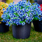 TETOU 12Pcs Artificial Plants Flowers, 13.8*7.5" Fake Silk Colorful Daisy Eucalyptus, UV Resistant Fake Flowers with Plastic Plants for Outside Home Porch Patio Window Yard Decor, Mix Color