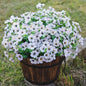 TETOU 12Pcs Artificial Plants Flowers, 13.8*7.5" Fake Silk Colorful Daisy Eucalyptus, UV Resistant Fake Flowers with Plastic Plants for Outside Home Porch Patio Window Yard Decor, Mix Color