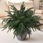 TETOU 6pcs Christmas Norfolk Pine Branches 18" Artificial Norfolk Pine Stem DIY Wreaths Home Decor