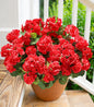 TETOU 6pcs Outdoors Artificial Fake Geranium Flowers, UV Resistant Faux Silk Geranium Flowers for Spring Summer Outside Planter Garden Home Yard Kitchen Table Centerpieces Decoration(Pink)