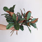 TETOU 3 Pcs Artificial Magnolia Leaves Branches, 21.7" Fake Magnolia Greenery Stems Faux Plants for Outdoor Indoor Table Home Vase Filling Party Wedding Christmas Decorations